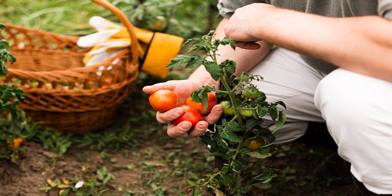 diyarbakirda yerel tohum hasadi bu lezzetler pazarda bulunmaz au4y2tpx