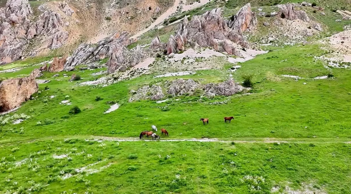 Munzur Dağları’nda Yılkı Atları