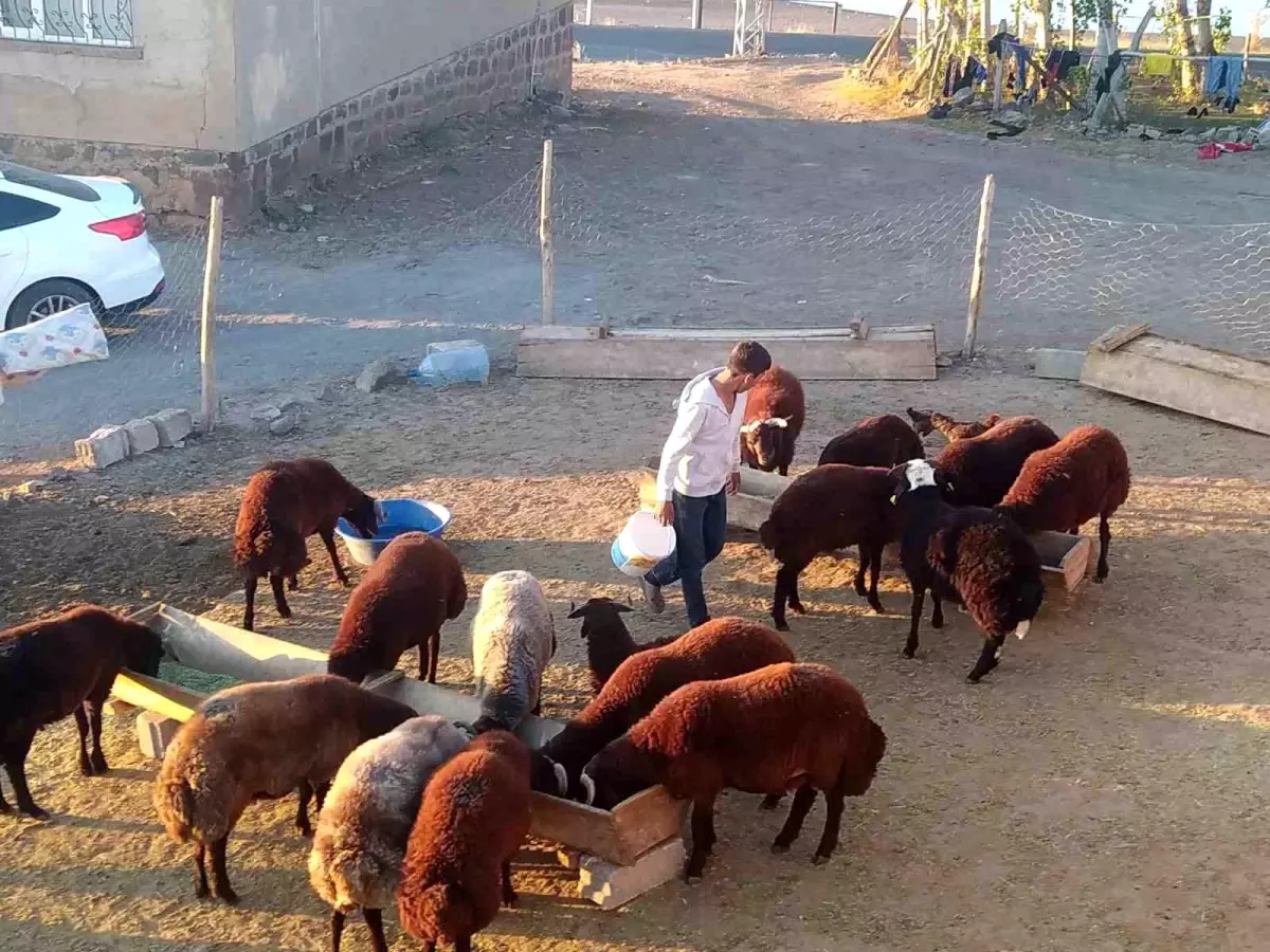 Patnos’ta Küçükbaş Hayvan Bakımı