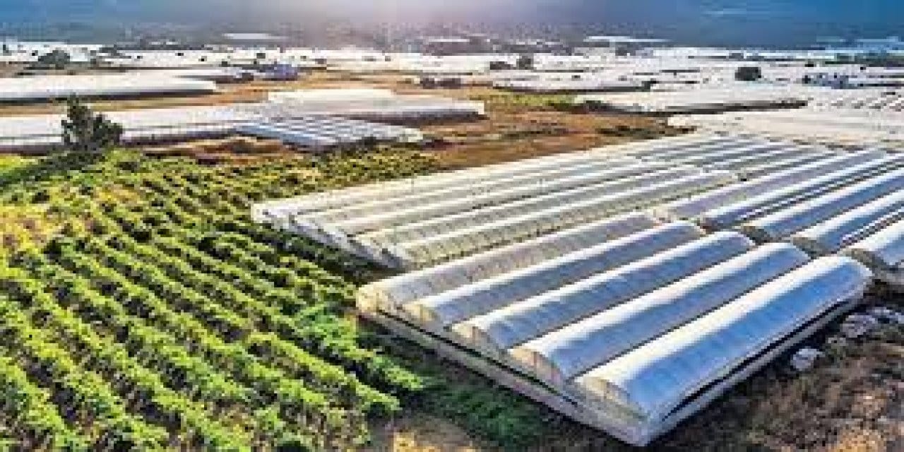 Silopi’de tarımda dönüşüm başladı: 1000 kişiye iş binlerce sofraya ürün