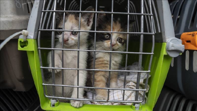 ab mahkemesi ucuslarda evcil hayvani bagaj olarak siniflandirdi ZiVa31ZZ.jpg