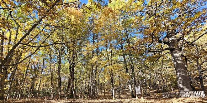 dunyadaki tek orman izinsiz girisin cezasi 557 bin 212 tl kExAPNwq.jpg