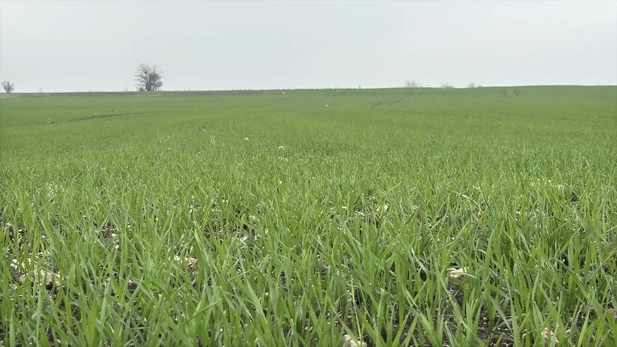 Trakya’da Buğday Ekimleri Hızlandı