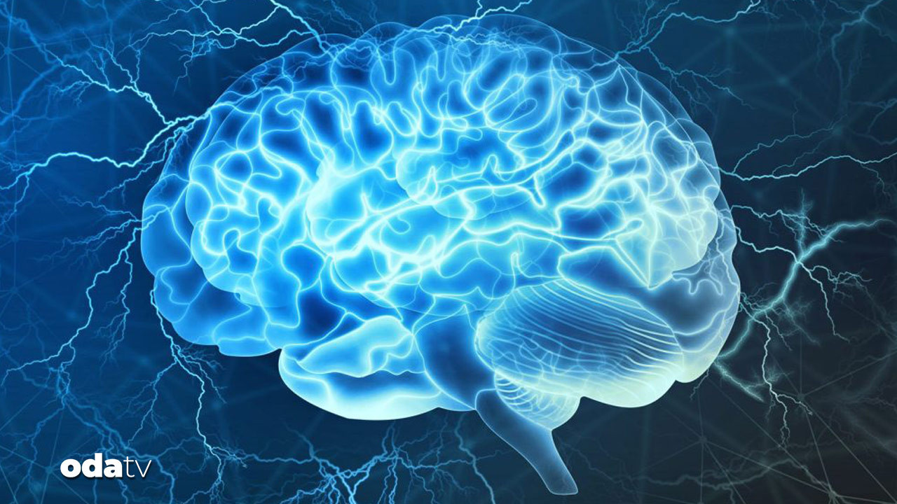 Beyin ile ilgili yeni iddia: Ölmüyor