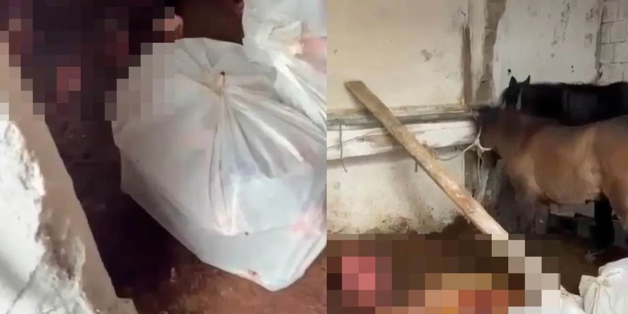 İstanbul’un göbeğinde at kasaplığı yapmışlar: Kesip kesip yedirmişler!