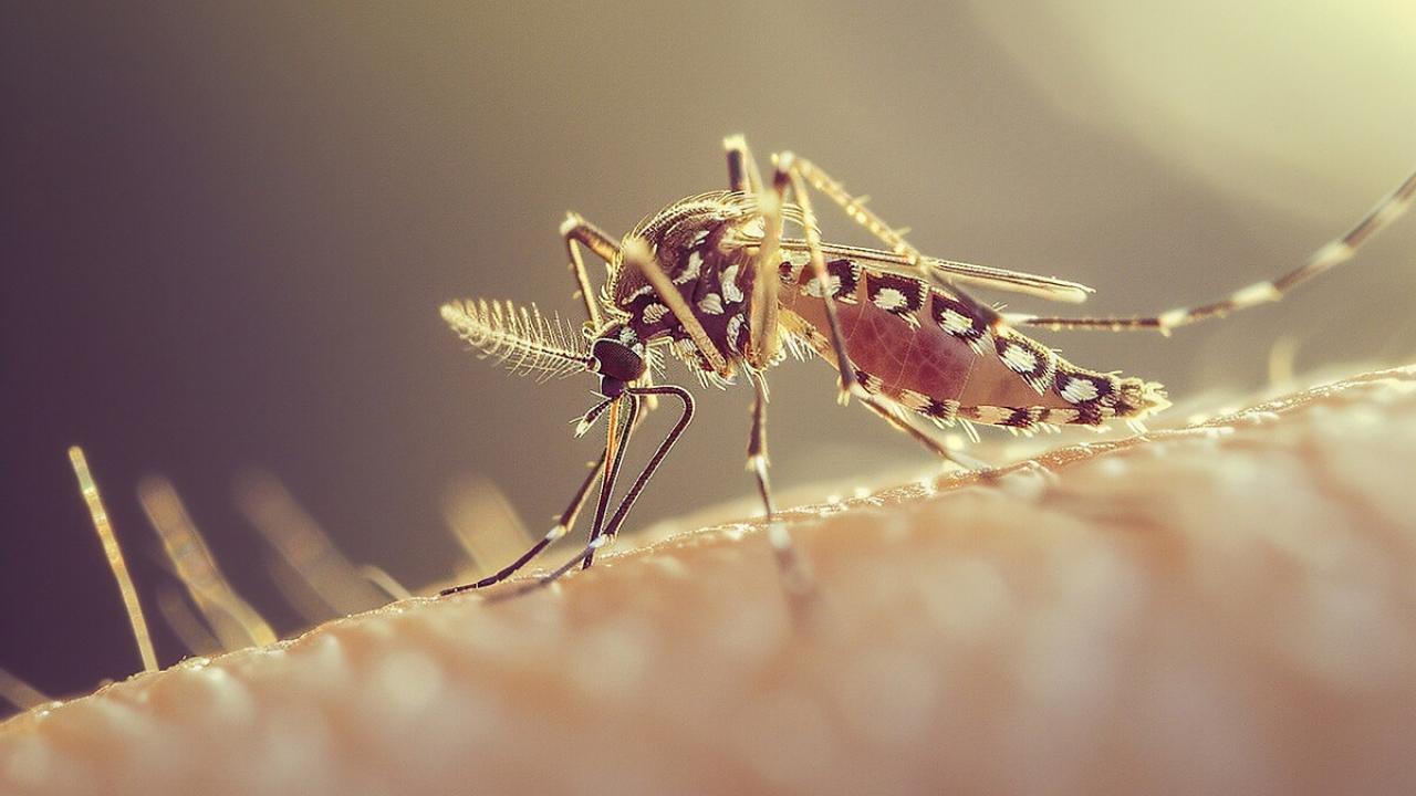 Sivrisinek kabusu! 21 kişi öldü