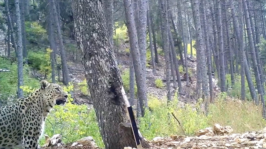 Anadolu parsını öldürmenin cezası 45 milyon lira