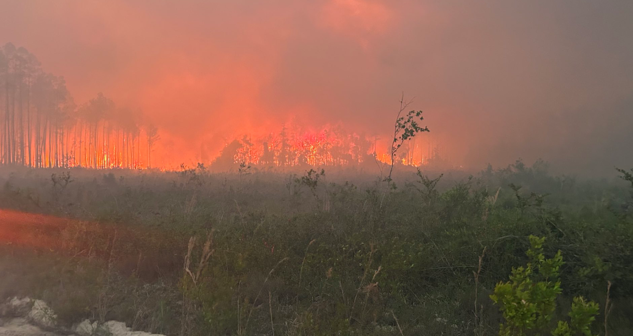 Georgia’da Orman Yangınları 120’den Fazla Evi Yok Etti