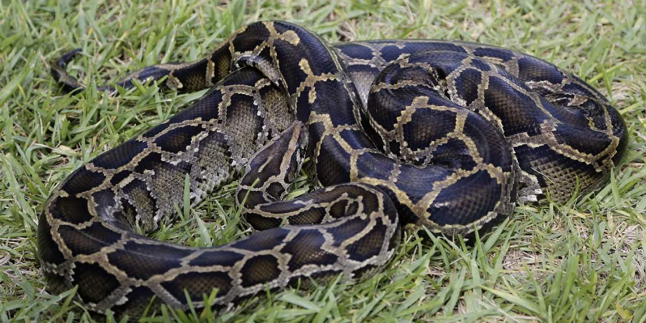 Gaziantep’te Tarihi Eser Kaçakçılığı: İbranice Yazılı Piton Derisi Kitap Ele Geçirildi