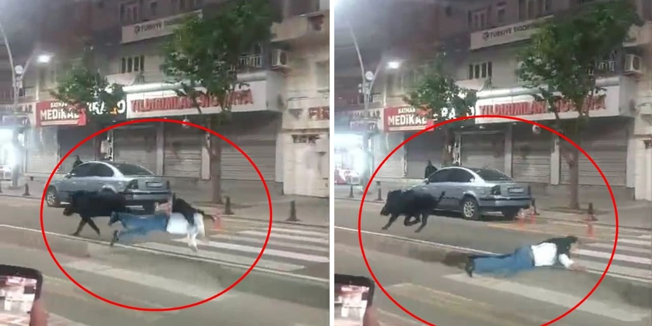 Yaya Geçidinde Yaban Domuzu Saldırısı: 3 Yaralı